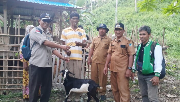 Kades Palau Moh. Sinapati M. Mansur Beri Bantuan 30 Ekor Ternak Kambing