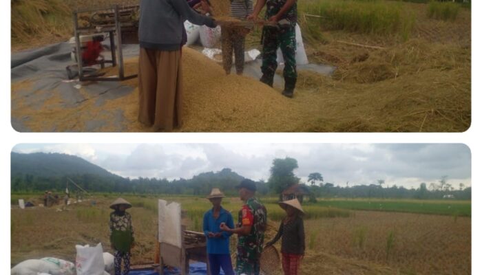 Kawal Ketahanan Pangan Wilayah Secara Bertahap, Babinsa Pengembur Bantu Petani Panen Padi