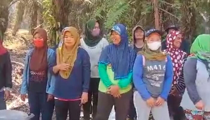 Terkesan Lemahnya APH Muaro Jambi Ibu-Ibu Karyawan Dan Istri Karyawan PT. BBS Demo ausir Pelaku Pencuri Berjamaah Dari Kebun