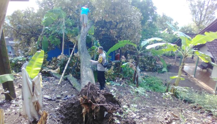 Hujan lebat disertai angin, pohon durian timpa rumah di Kec. Jambu.