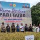 Danramil 1308-08/Banggai Bersama Forkopimda Hadiri Panen Perdana Padi Gogo