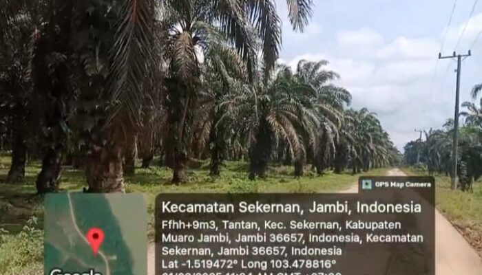 Diduga Ratusan Hektar Perkebunan Sawit Tanpa IUP dan HGU di Muaro Jambi Dinas Terkait Wajib Telusuri